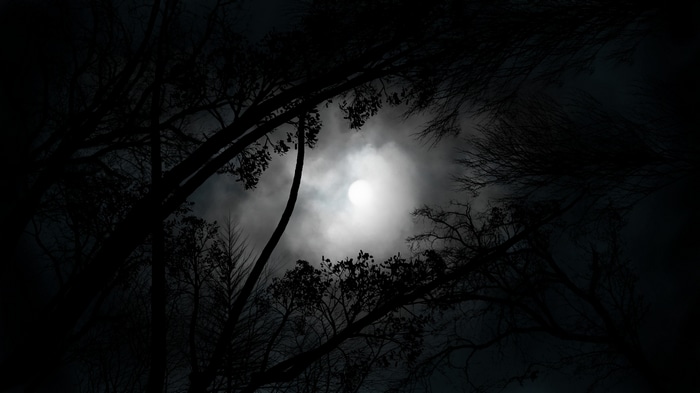 Moonlight through silhouetted trees at night