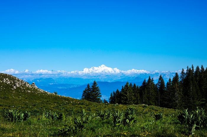 Snow-capped mountains seen from a grassy hill with pine trees