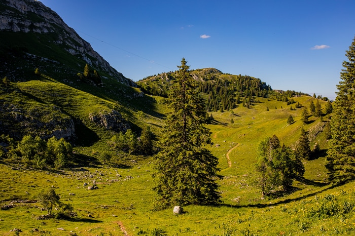 Green mountain valley with pine trees and blue sky
