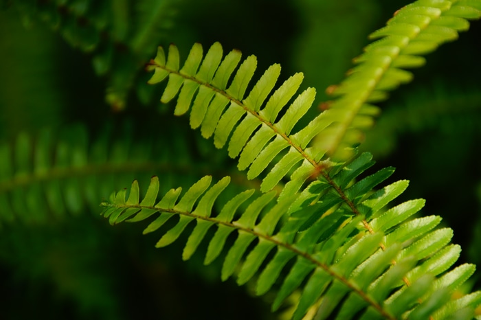 4K close-up of green fern leaves