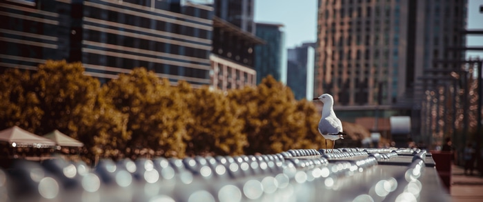 Seagull on a railing in Melbourne with blurred buildings