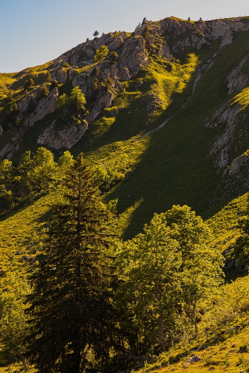 Sunlit mountain slope with trees and rocks