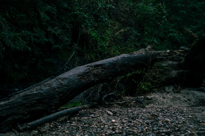 Fallen log in a dark forest near Santa Cruz