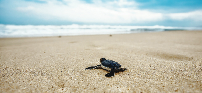 Baby sea turtle crawling on a sandy beach towards the ocean
