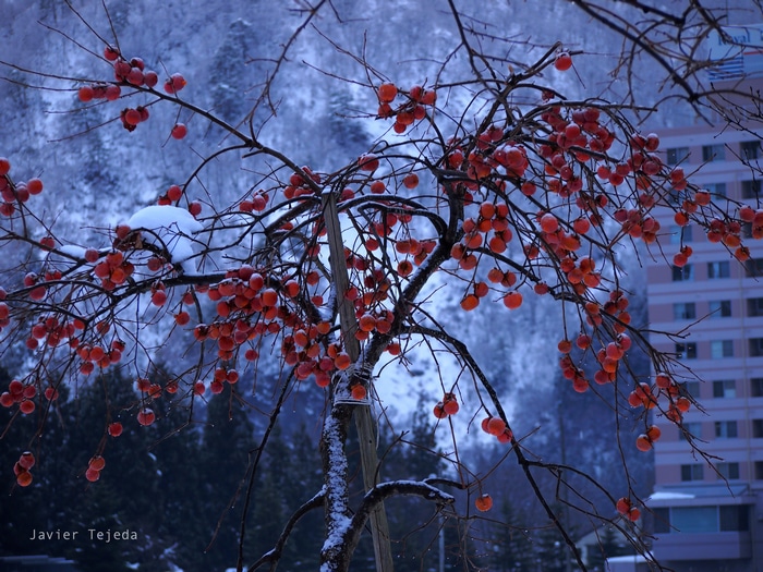 Persimmon Tree in Snow, Japan