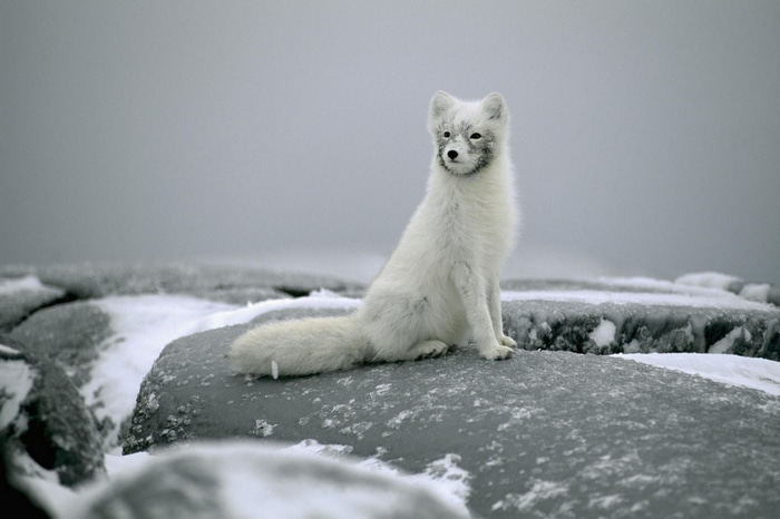 Arctic fox sitting on snow-covered rocks