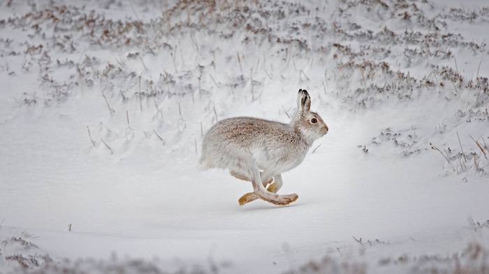 A snowshoe hare runs through a snowy landscape