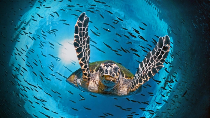 Sea turtle swimming with a school of fish
