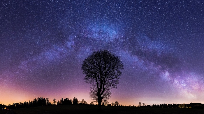 Silhouette of a tree under the Milky Way