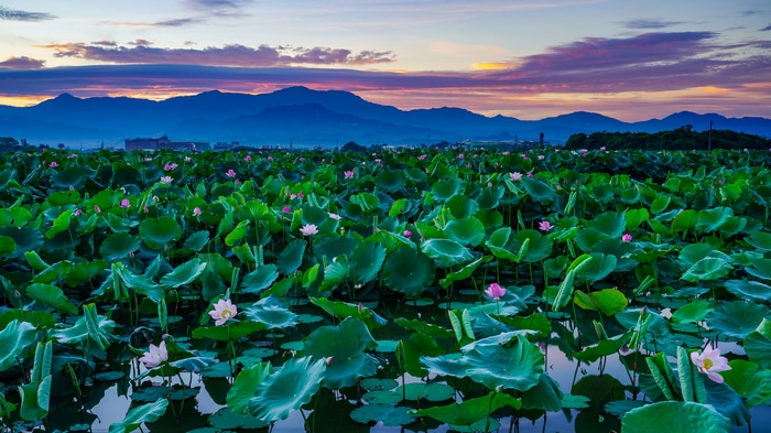 4K Lotus Field at Sunset with Mountains