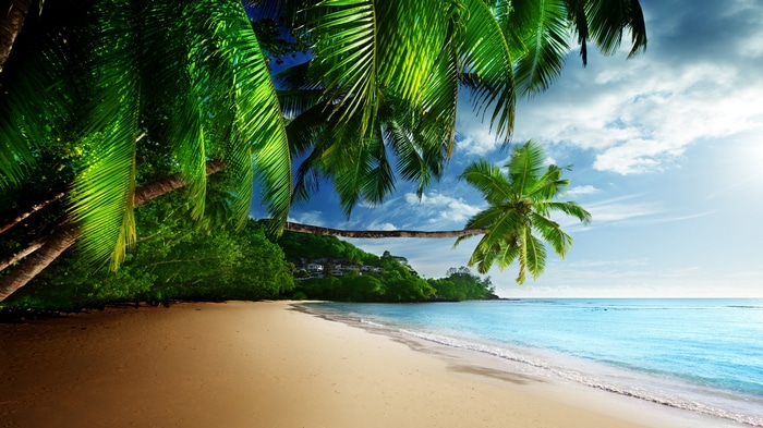 4K beach with palm trees and ocean