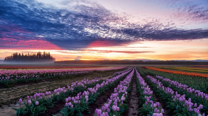 Rows of tulips at sunset with colorful sky