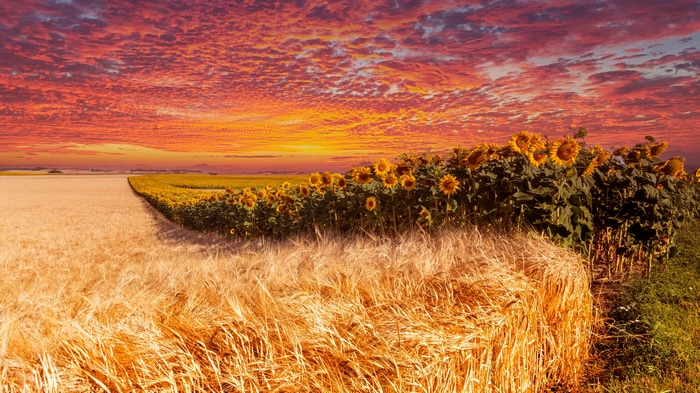 4K Sunset Over Wheat and Sunflower Fields