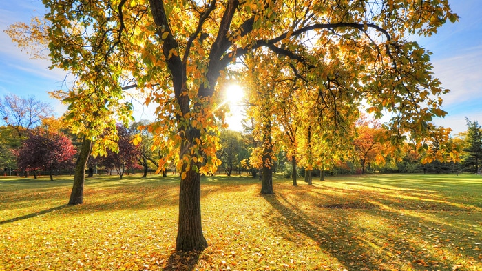 Autumn park with sunlit trees and fallen leaves