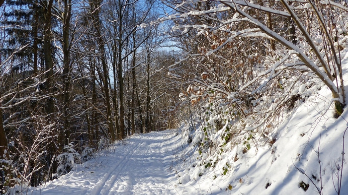 4K snow-covered path through a winter forest