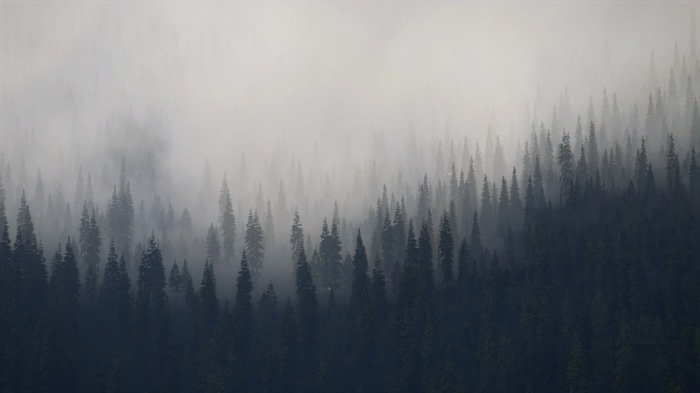 Misty forest with dark evergreen trees