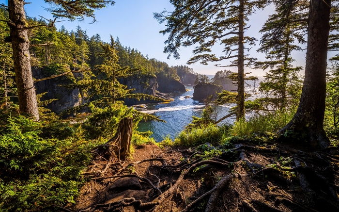 4K Cape Flattery Coastline with Trees and Ocean