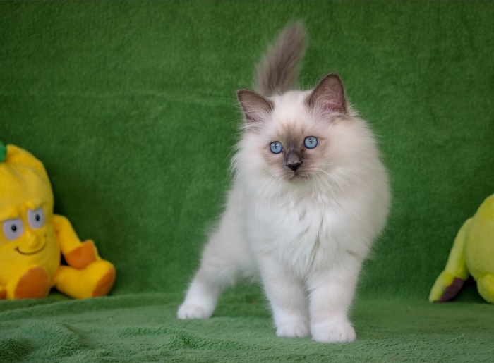 Ragdoll kitten with blue eyes on green background