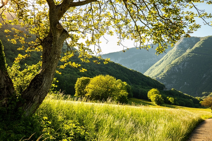 Sunlit meadow with trees and mountains