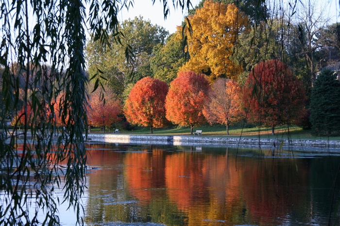 Autumn trees reflected in a lake with weeping willow branches