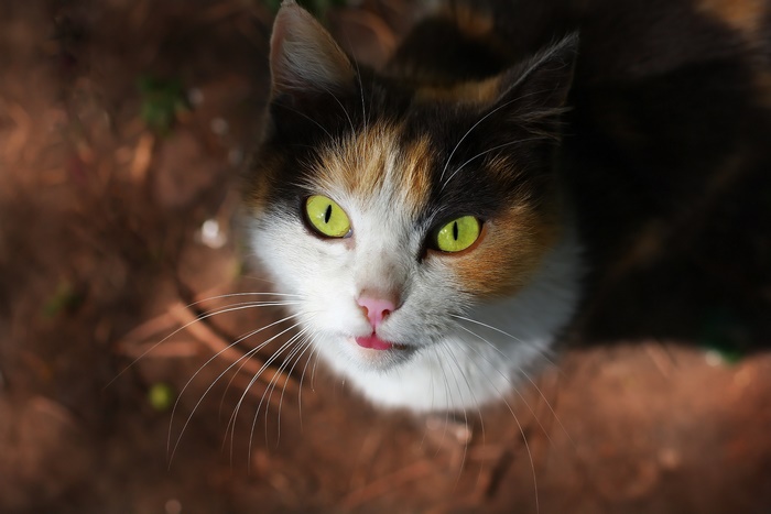 Calico Cat with Bright Green Eyes Looking Up