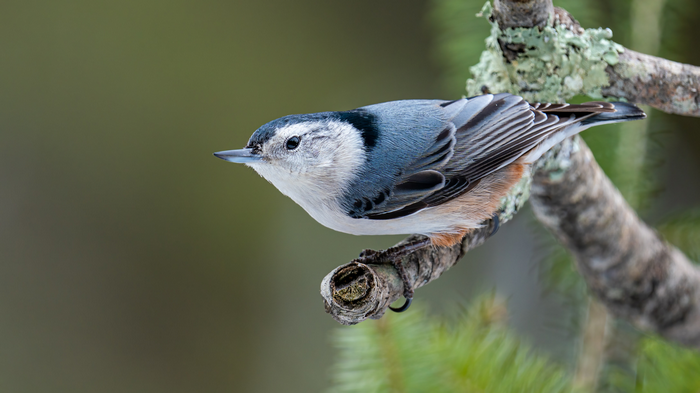 4K White-breasted Nuthatch on a branch