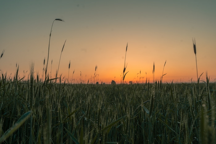 Wheat field at sunrise or sunset