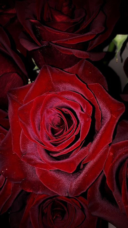 Close-up of deep red roses