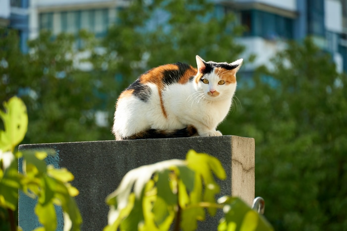 Calico cat sitting on a concrete pillar