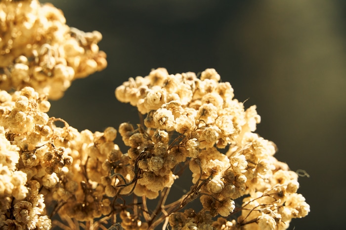 Dried flowers in soft light