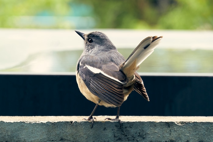 Oriental Magpie-Robin bird perched on a ledge