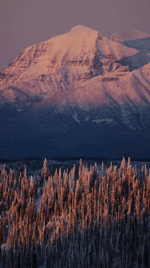 Snowy mountains at sunrise with pine forest