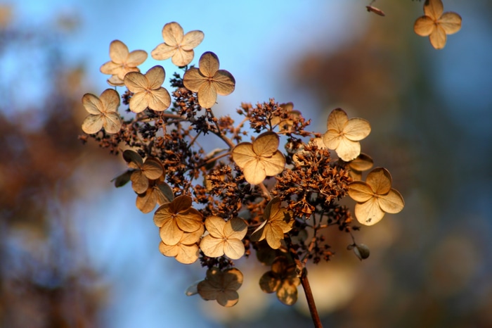 Dried hydrangea flowers on a branch against a blue sky