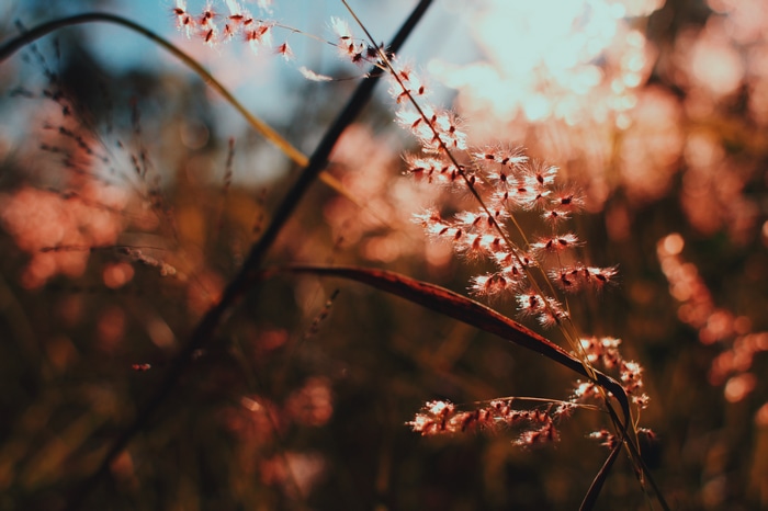 4K nature scene with grass and sunlight