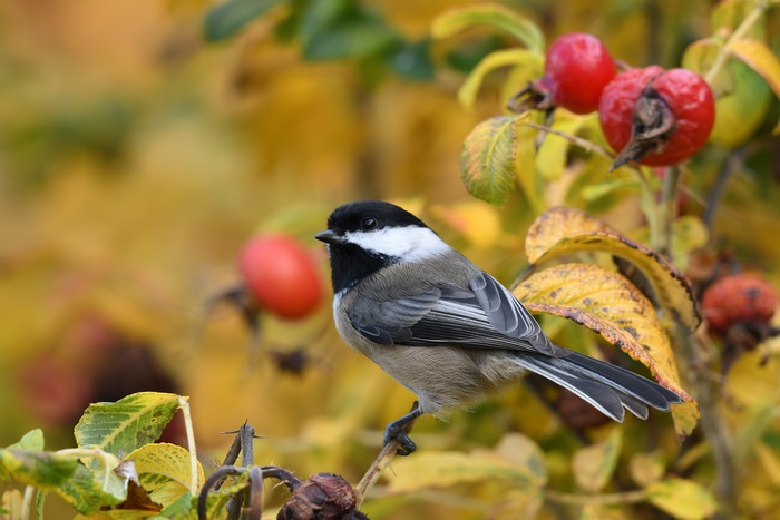 Black-capped chickadee perched on a branch with rose hips