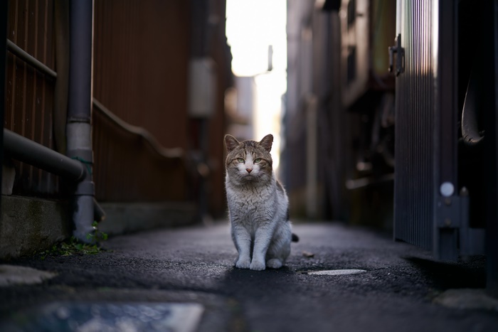 A cat sits in an alleyway
