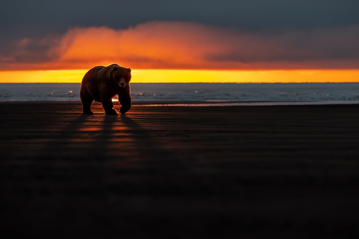 4K Bear Walking on Beach at Sunset