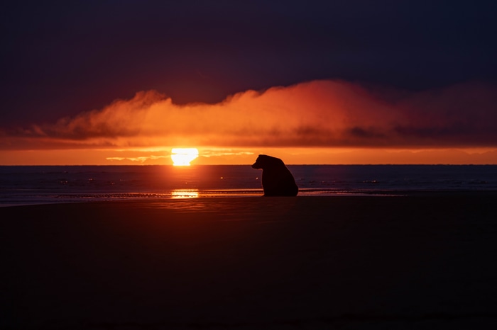 4K sunset with a bear on the beach