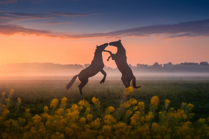 Two horses rearing up at sunset with flowers in foreground