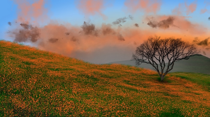 Digital painting of a tree on a hill with orange flowers