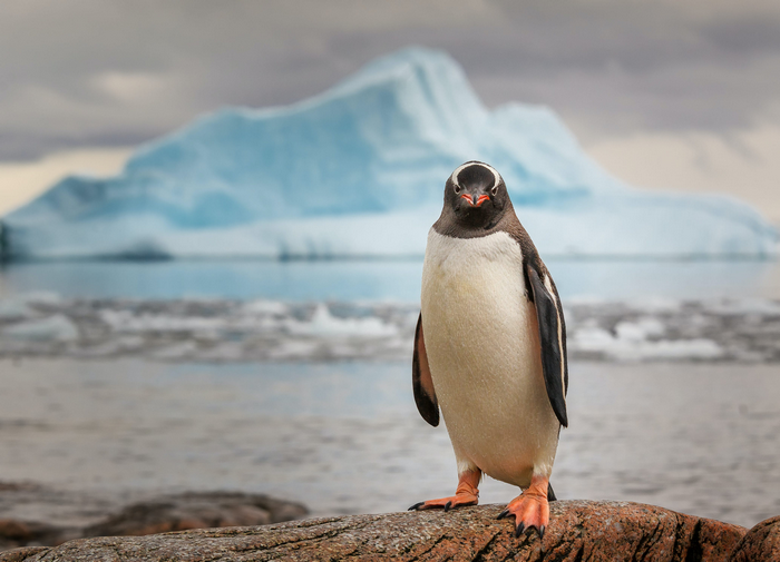 Gentoo penguin on a rock with iceberg in background