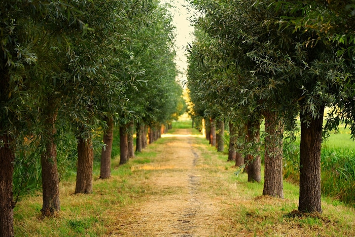 A dirt path lined with trees in a natural landscape