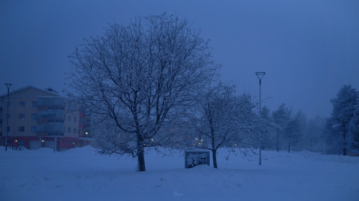 Snow covered trees and building in winter