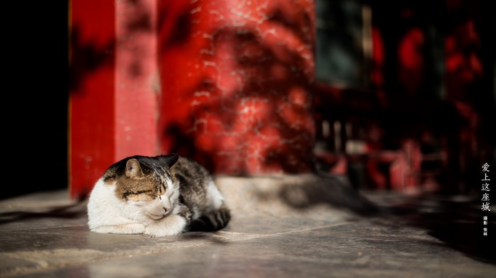 Cat sleeping in front of red pillar at Forbidden City