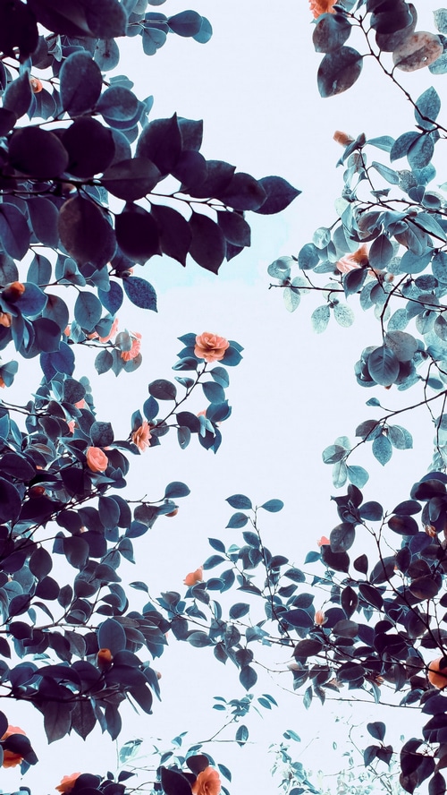 Pink roses and dark leaves against a bright sky
