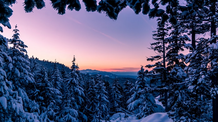4K snow-covered forest at sunset