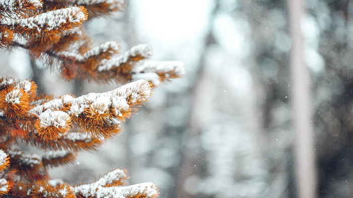 Pine trees covered in snow during winter