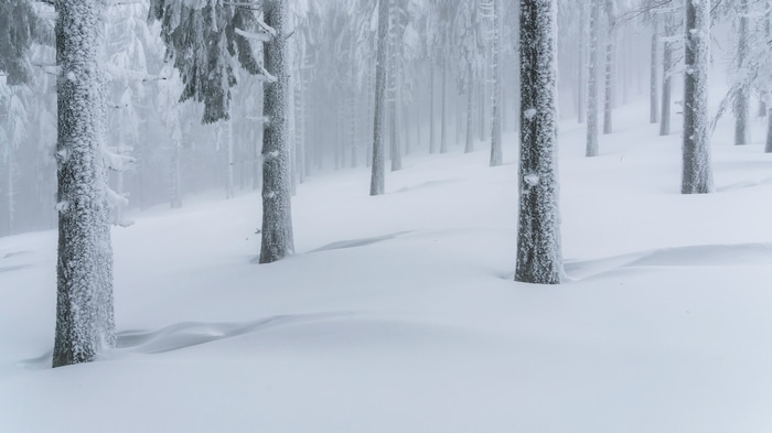 4K winter forest covered in snow