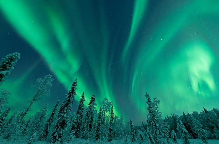 4K Aurora Borealis over snowy forest landscape