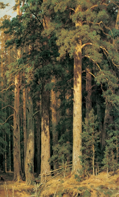 A painting of a sunlit pine forest